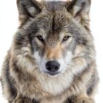 Wildlife Justice Book 2 - Environmental Law Kindle Edition by Author-0